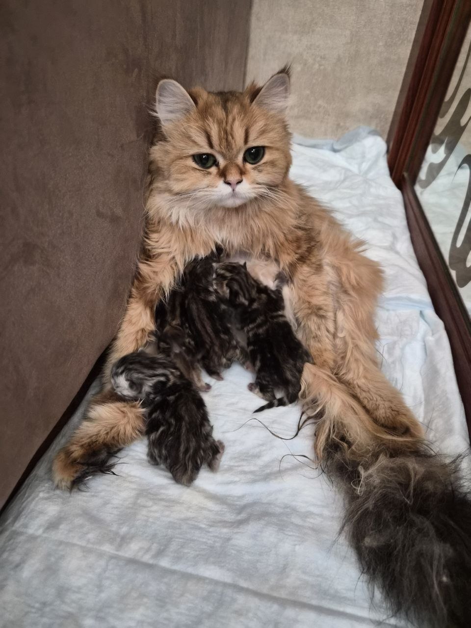 Кошка с котятами