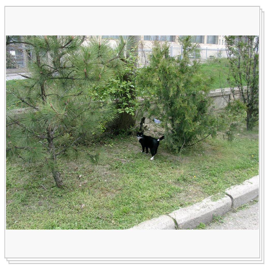 кошка из Феодосии