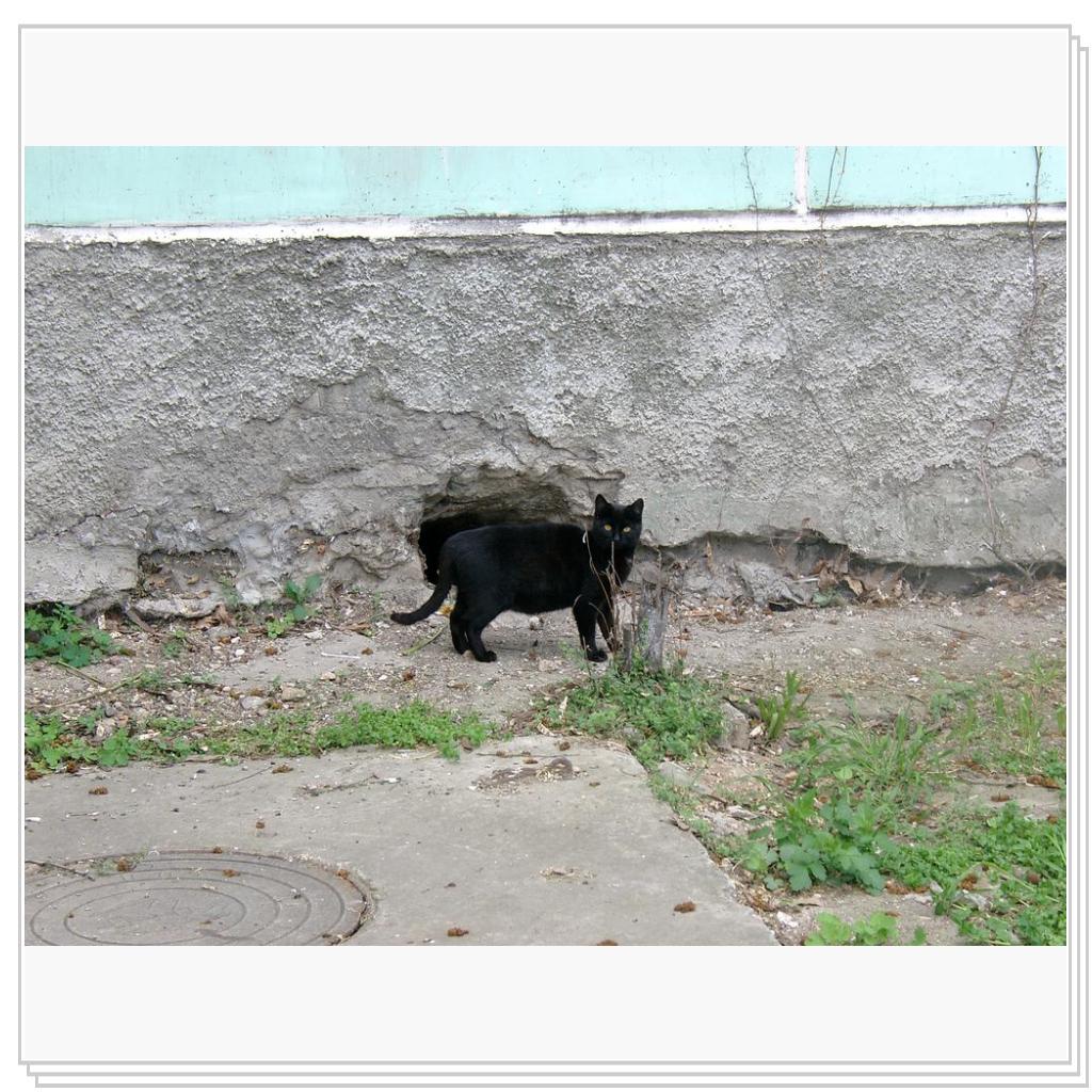 кошка из Феодосии