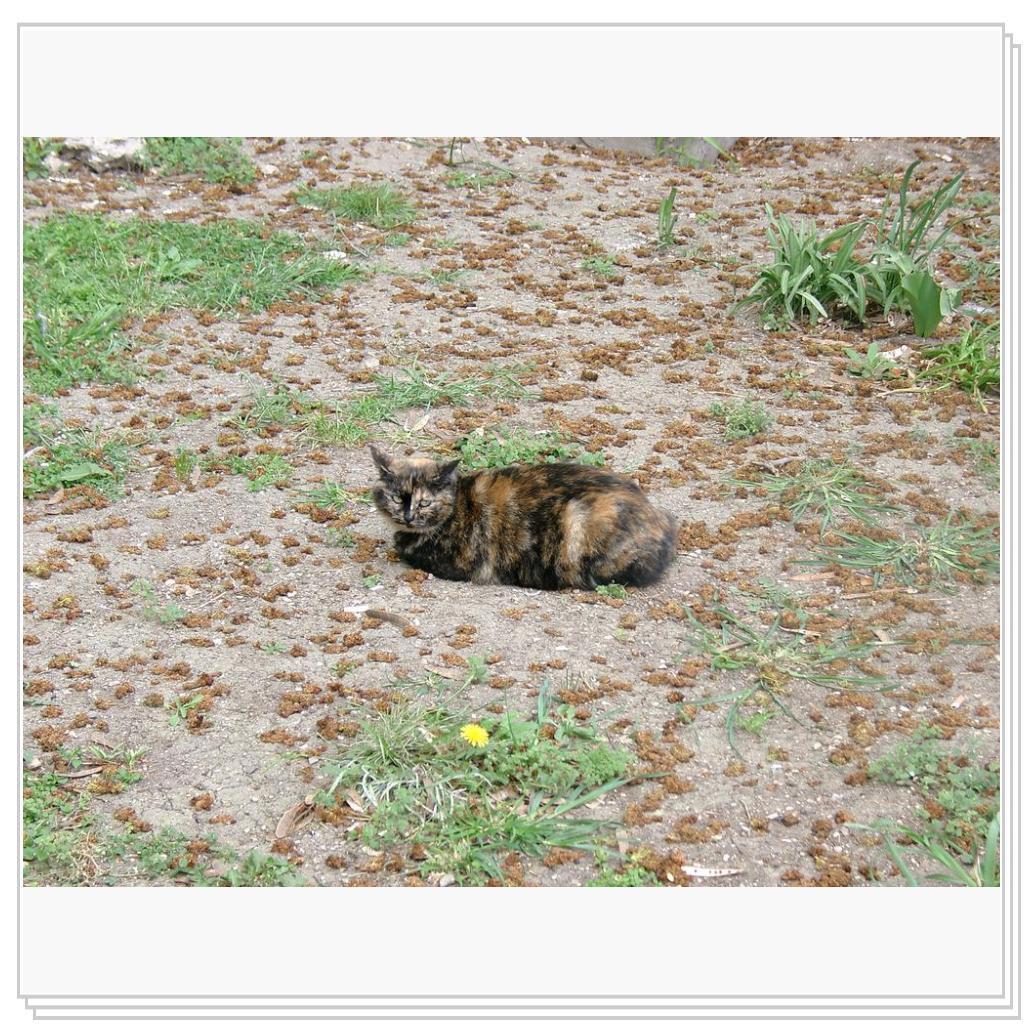 кошка из Феодосии