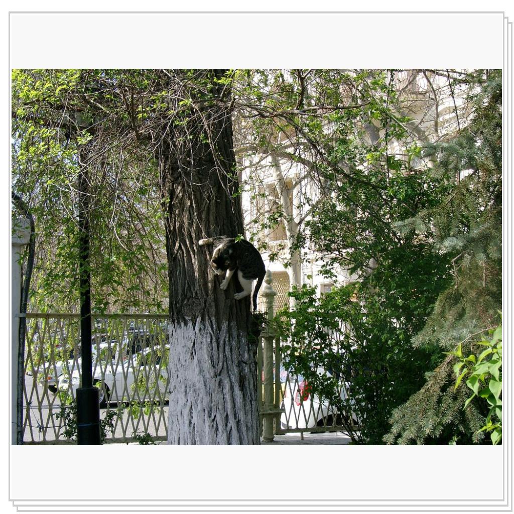 когти тоже надо точить