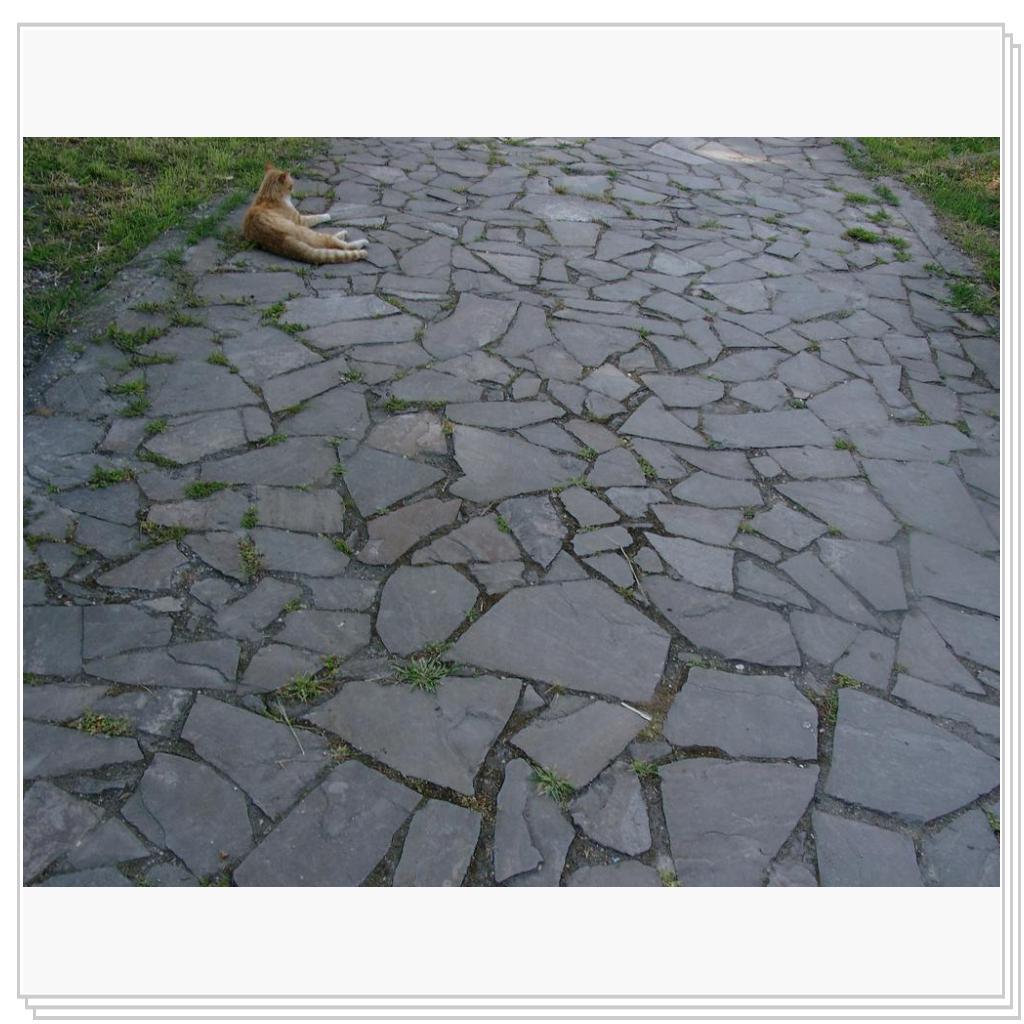 кошки Херсонеса