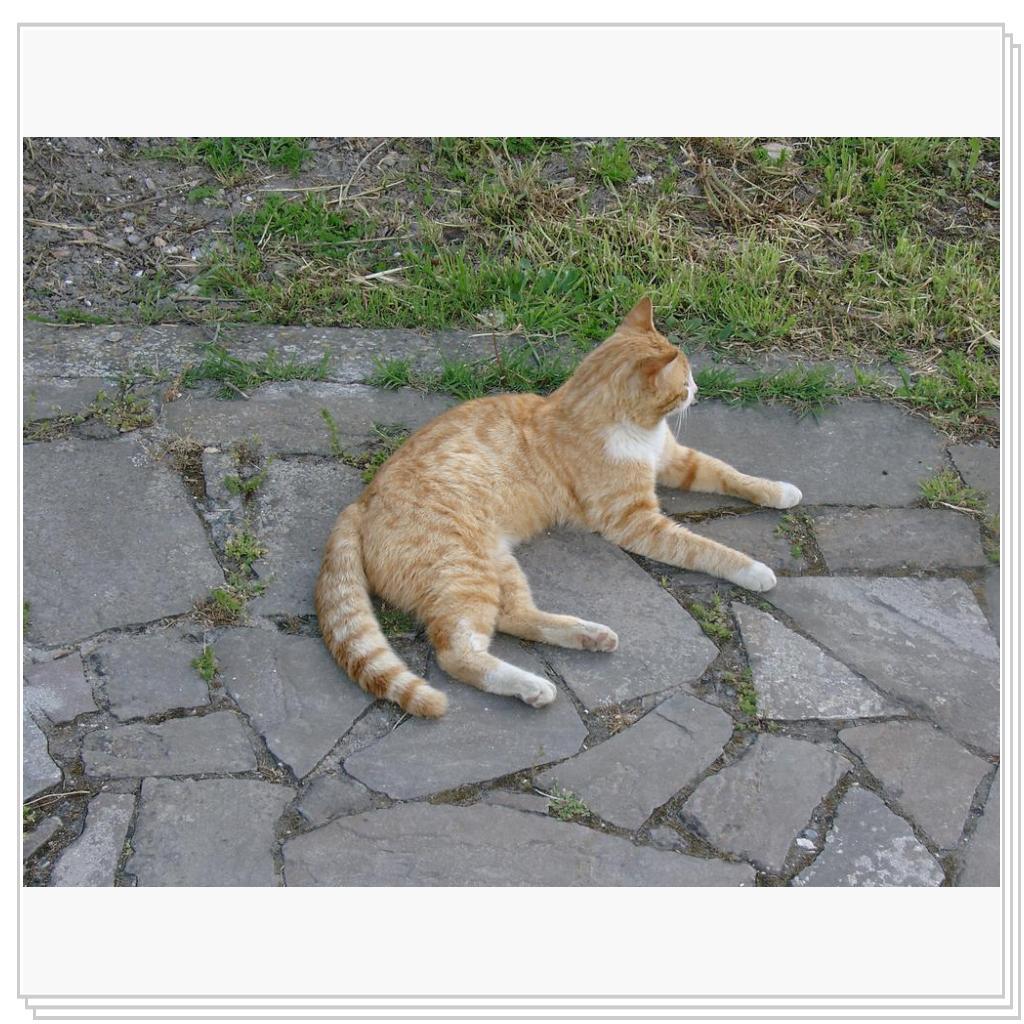 кошки Херсонеса