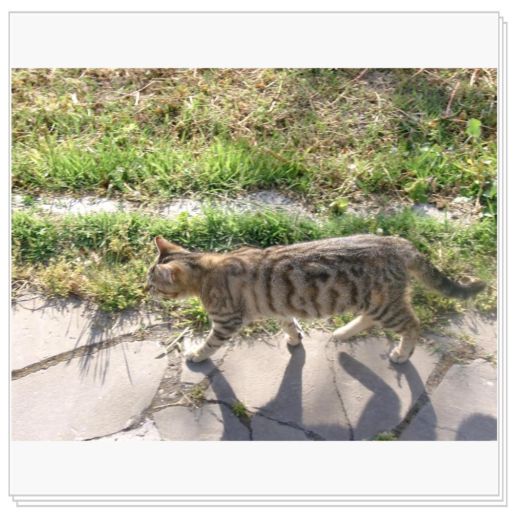 кошки Херсонеса