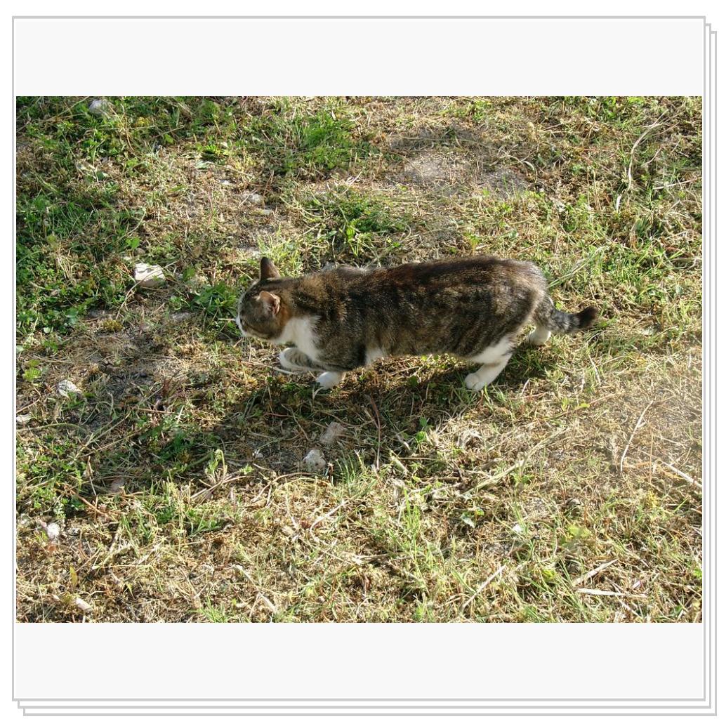 кошки Херсонеса