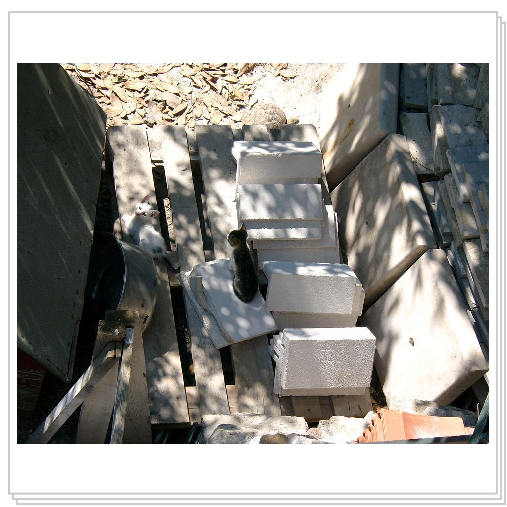 Котята и черепаха.Часть 3-ая. Эй! ты чего там фотографируешь?