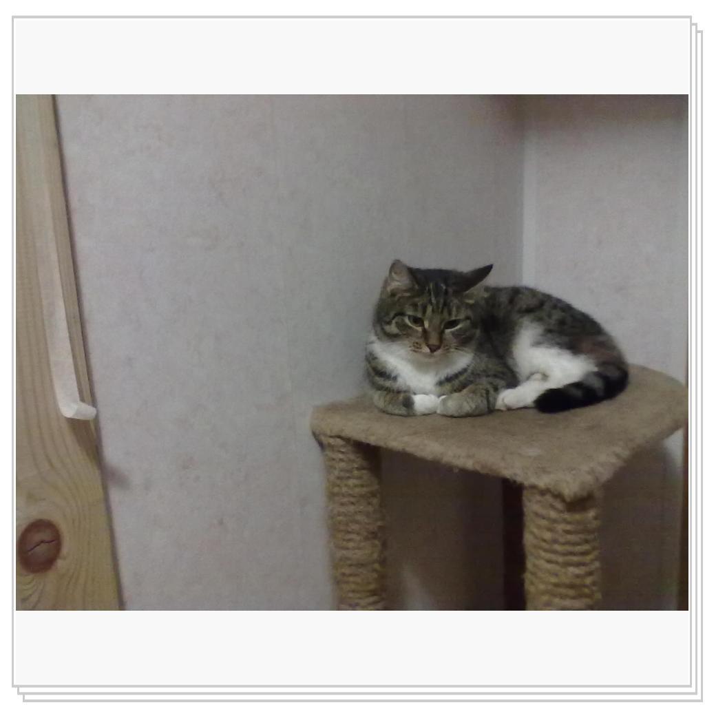 Мои Барсики