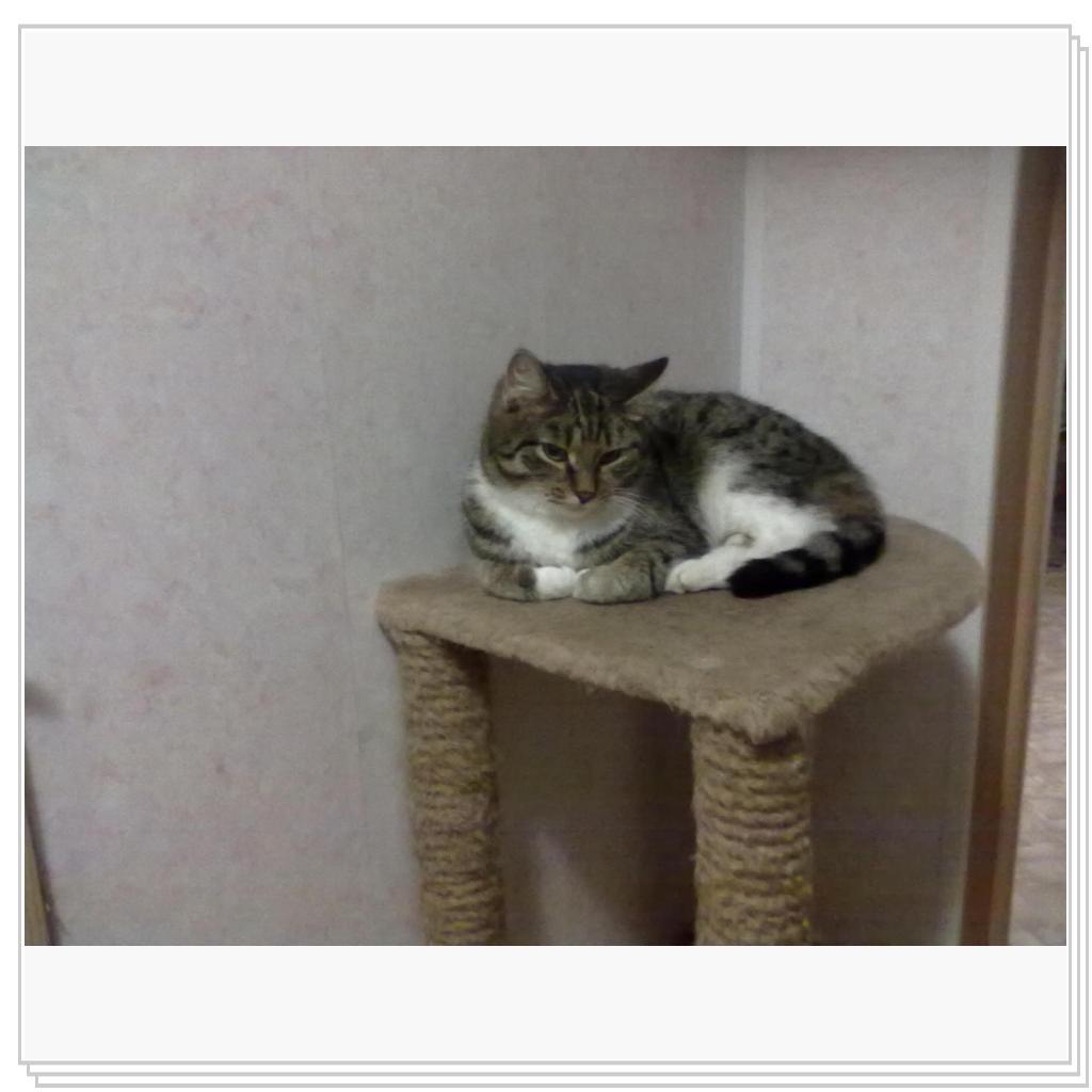 Мои Барсики