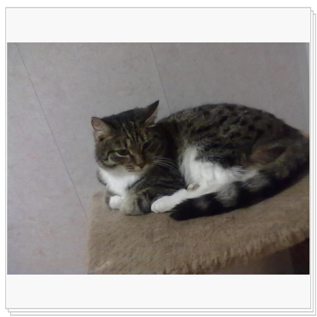 Мои Барсики