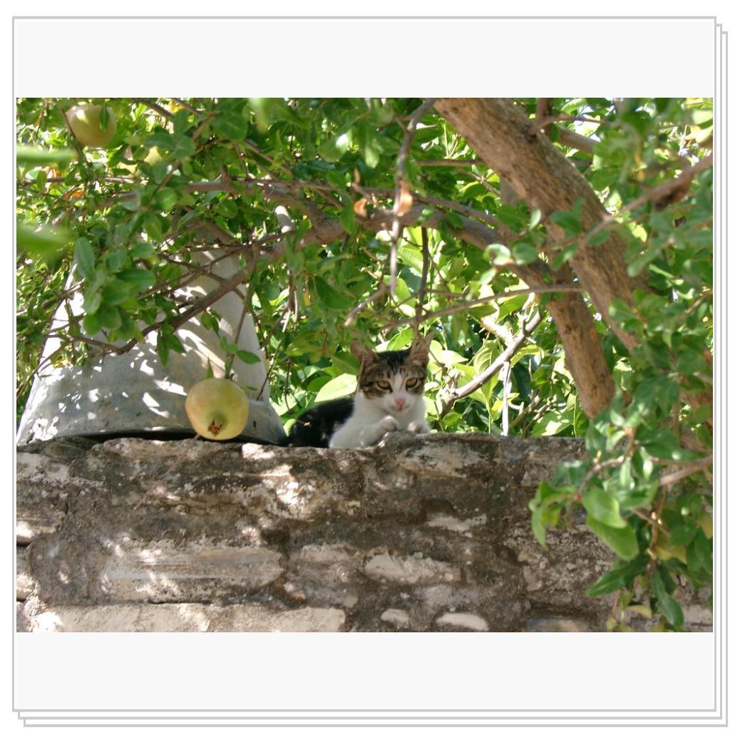 Кошки Кипра