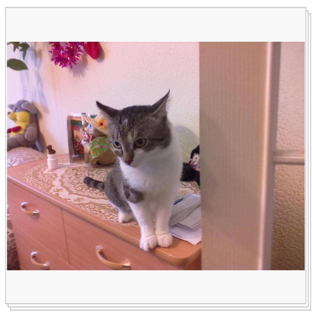 Мои Барсики