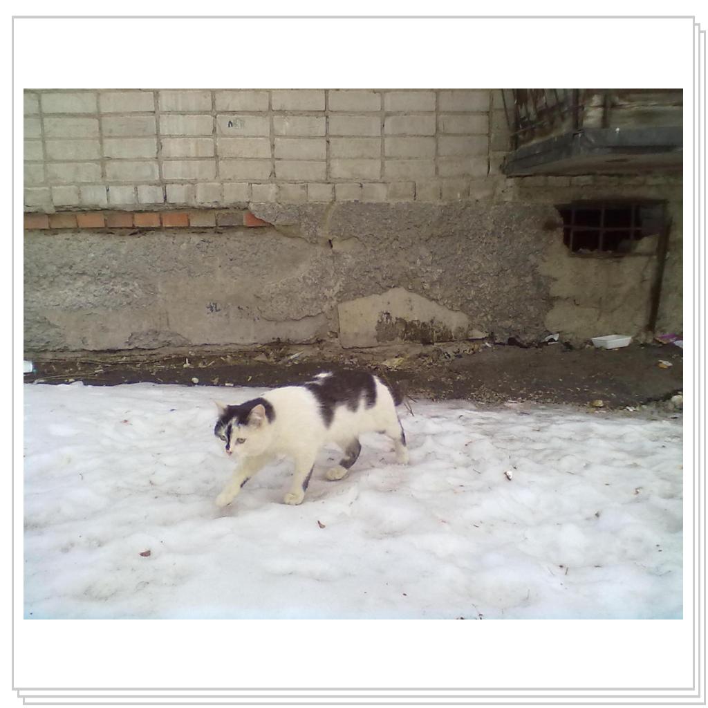 Мои Подопечные