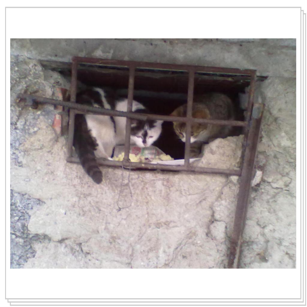 Мои Подопечные