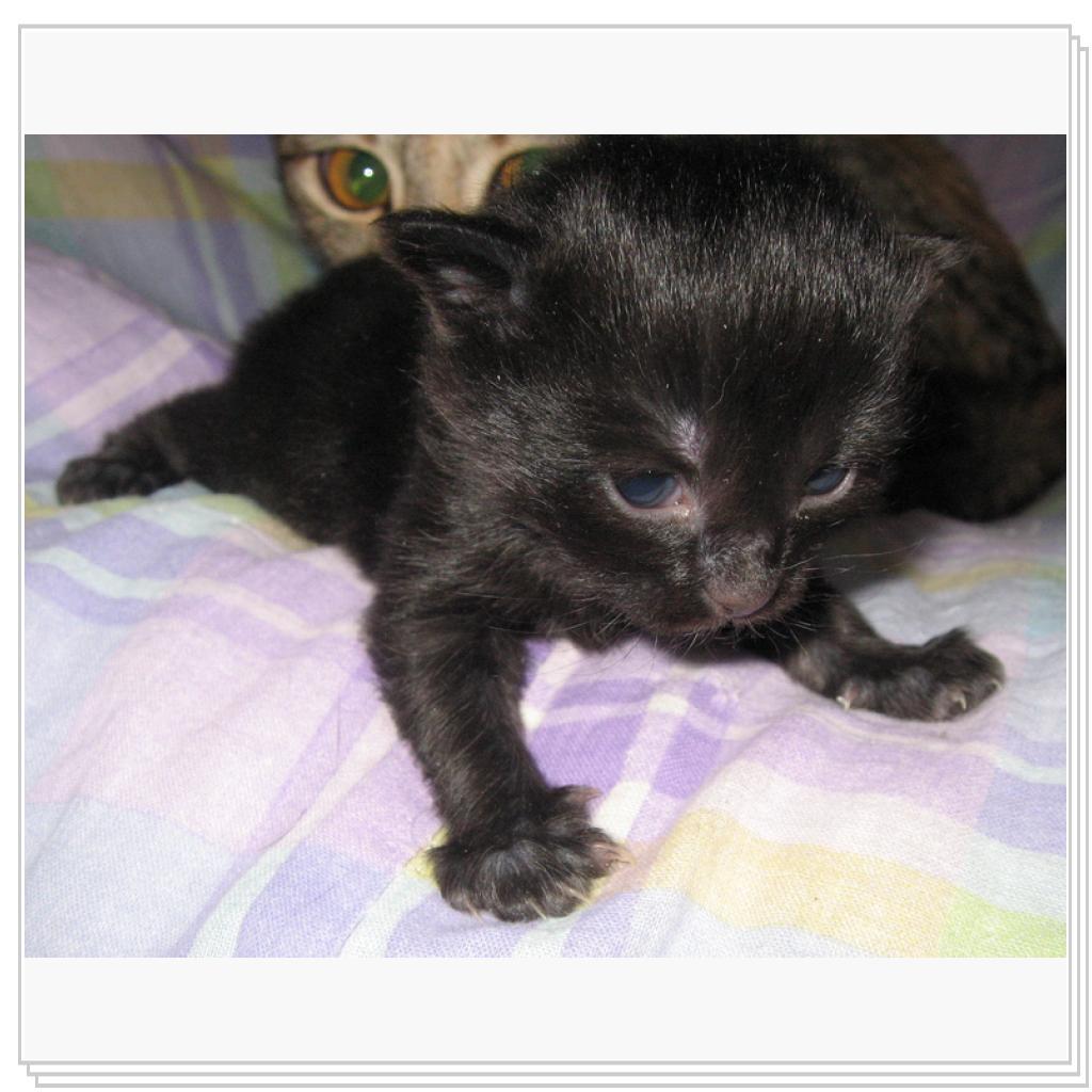 Боевой хомяк!