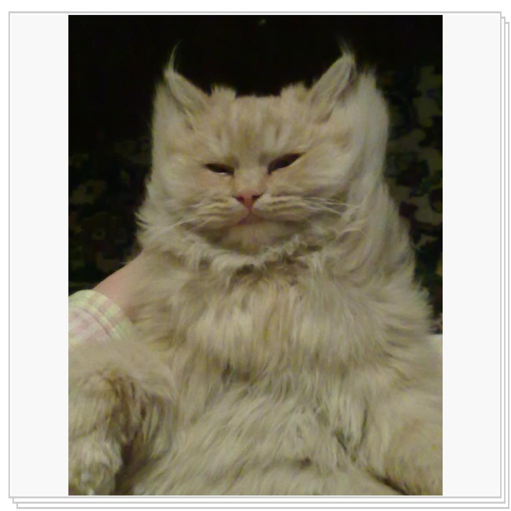 кошечка Лори