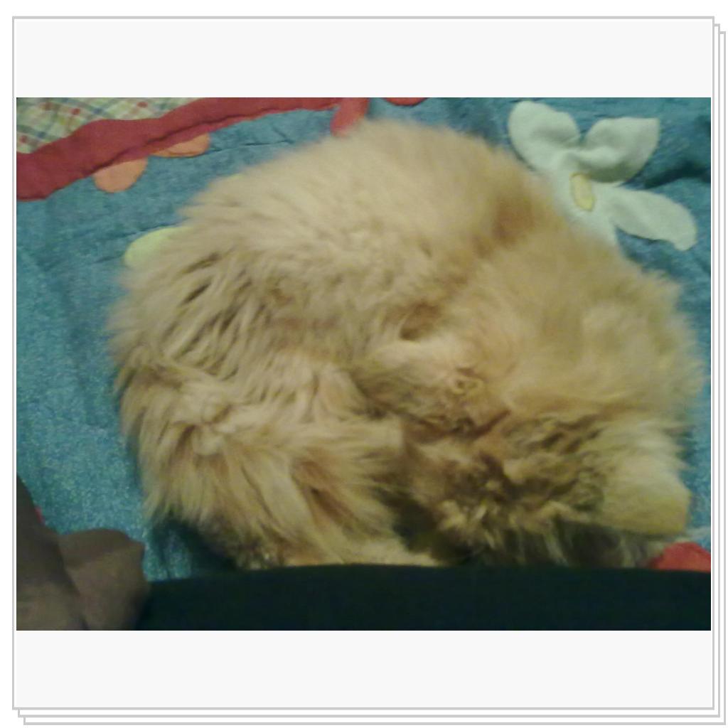 кошечка Лори