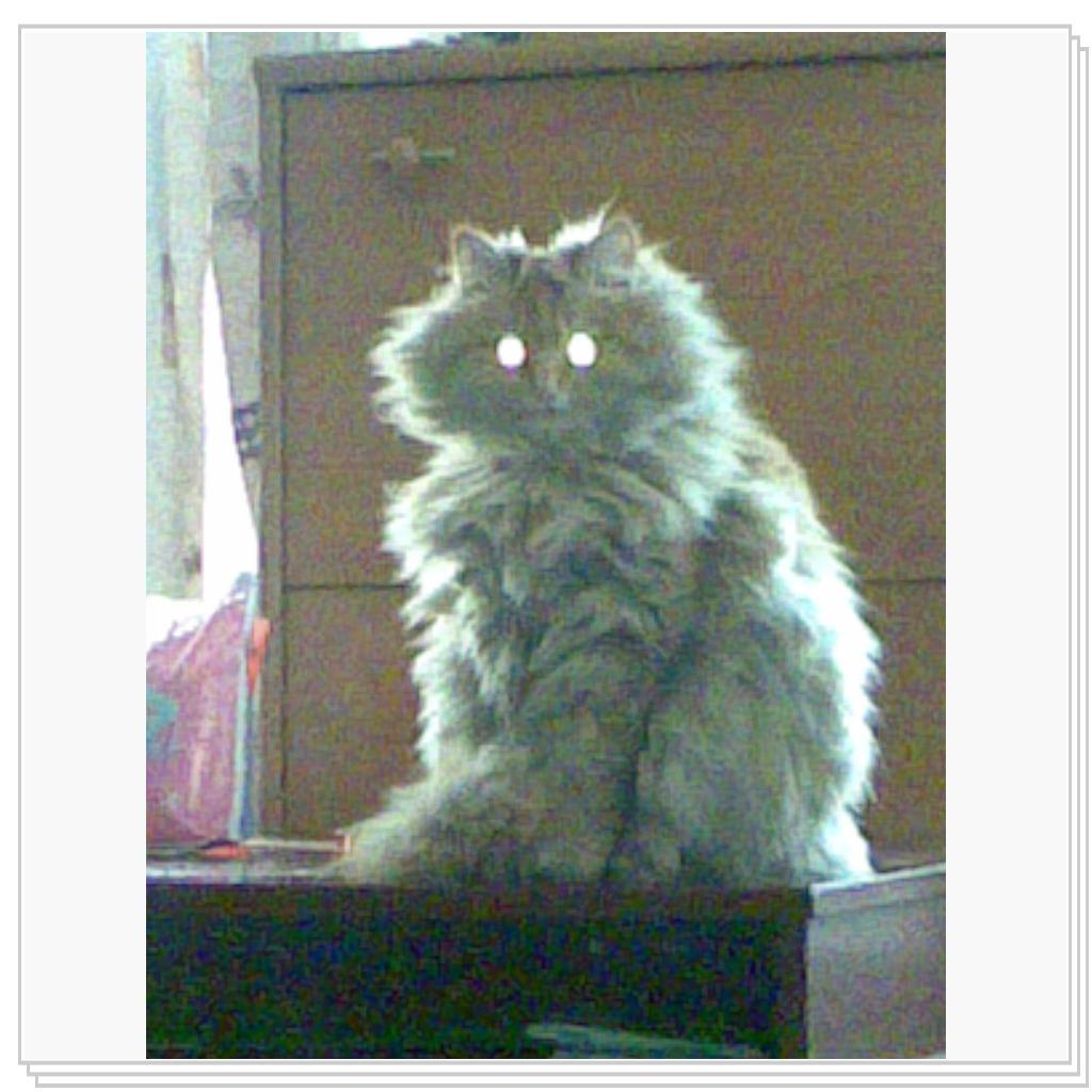 кошечка Лори