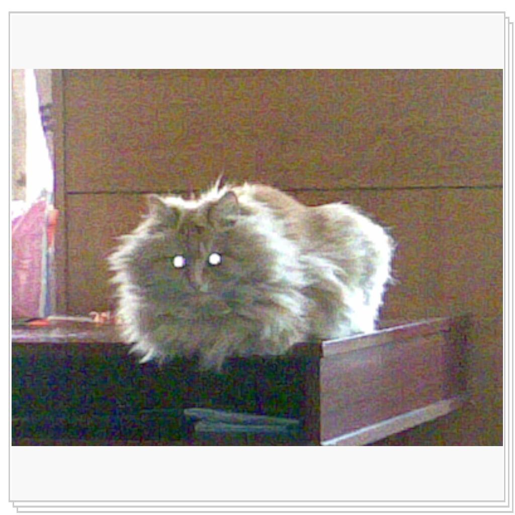 кошечка Лори