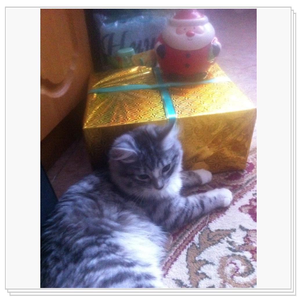 С Новым Годом мяууу