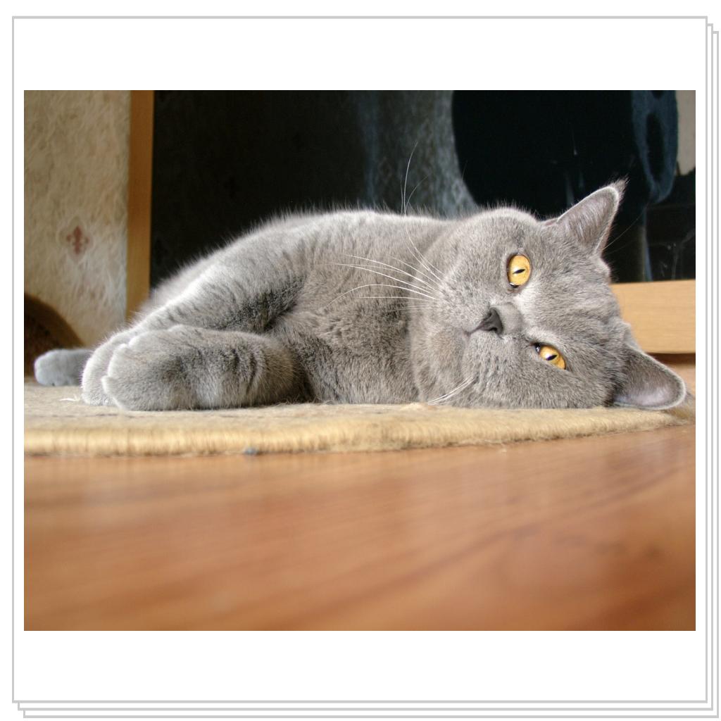 Альбион- голубой британский кот. И этим все сказано!))