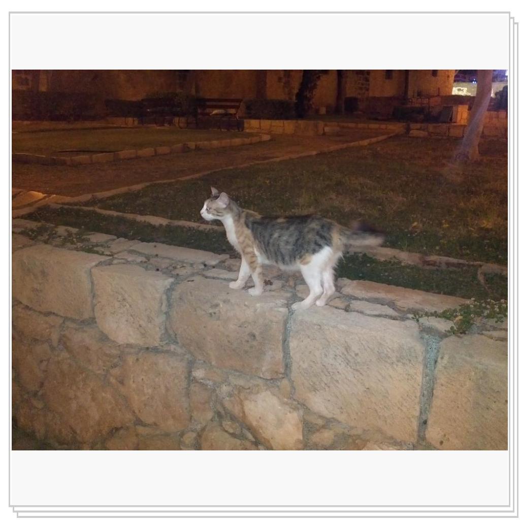 Кошки Кипра