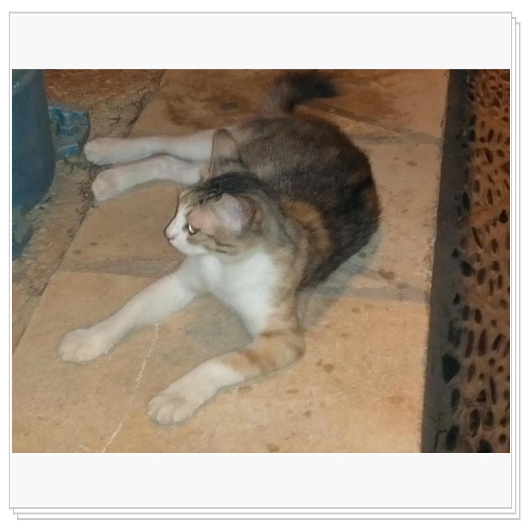 Кошки Кипра