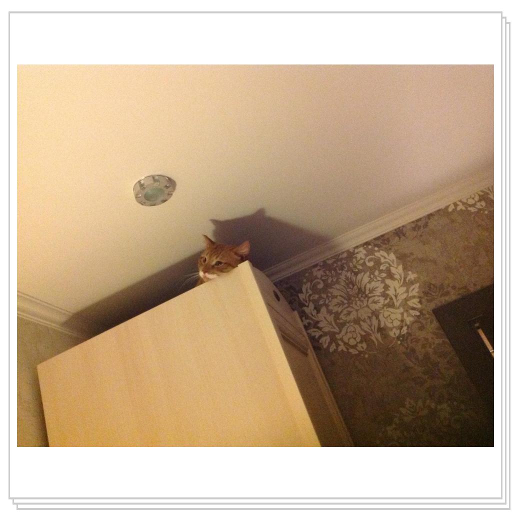 Рыжевский на шкафу