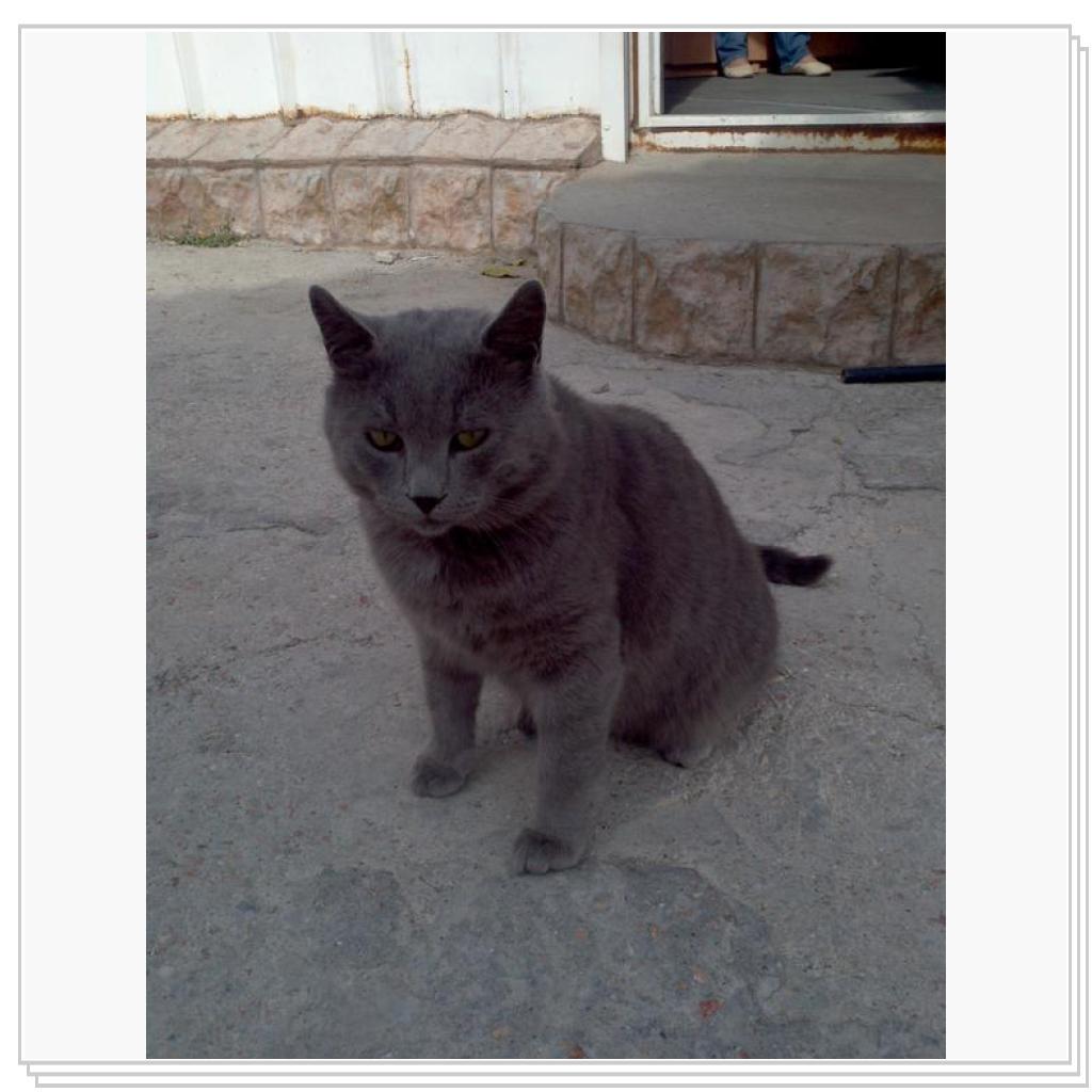 Кошки Севастополя