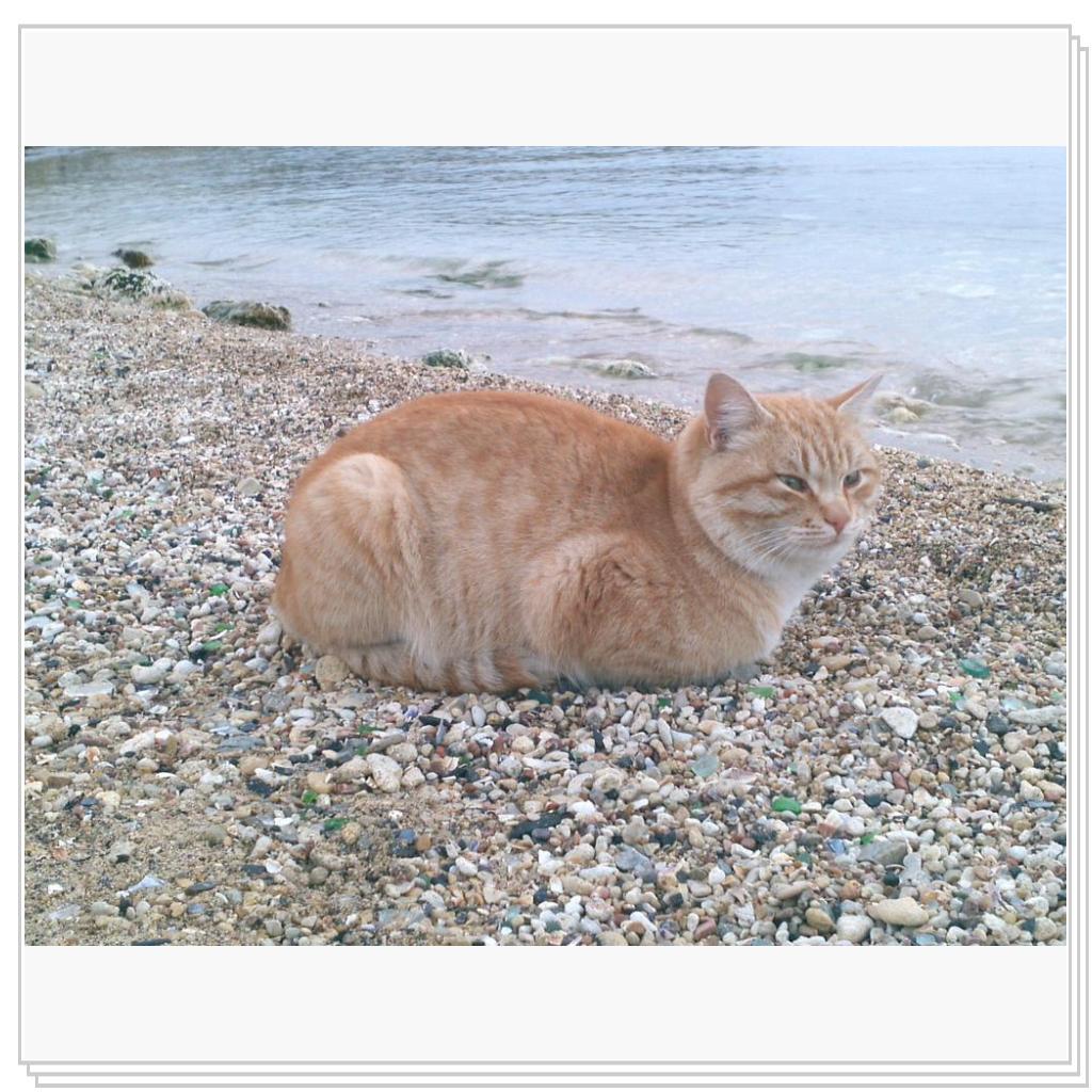 Морской кот