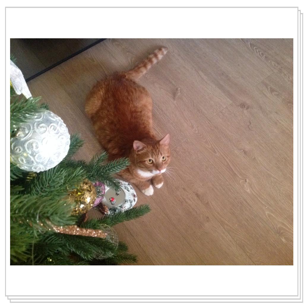 Рыжевский, елка, Новый год!