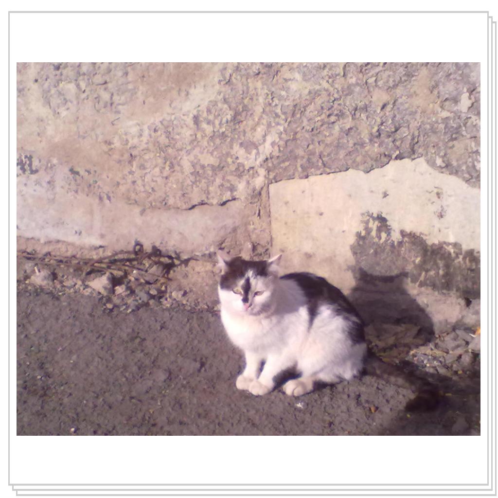 Мои Подопечные