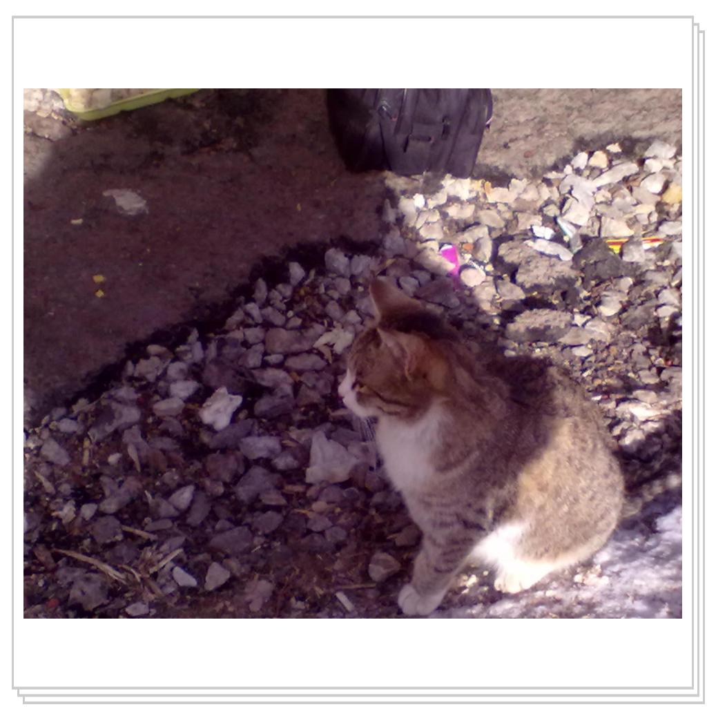 Мои Подопечные