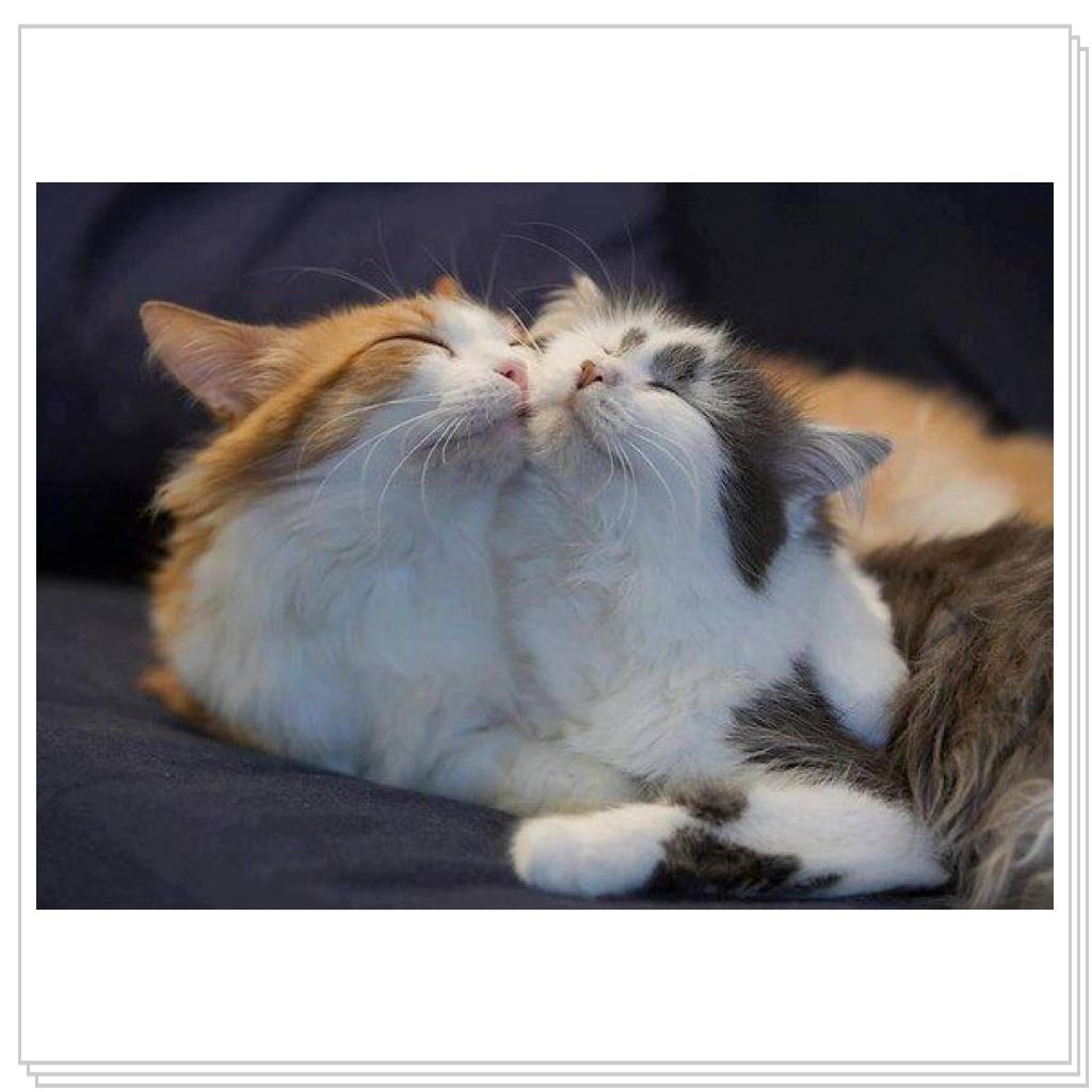 Просто кошки