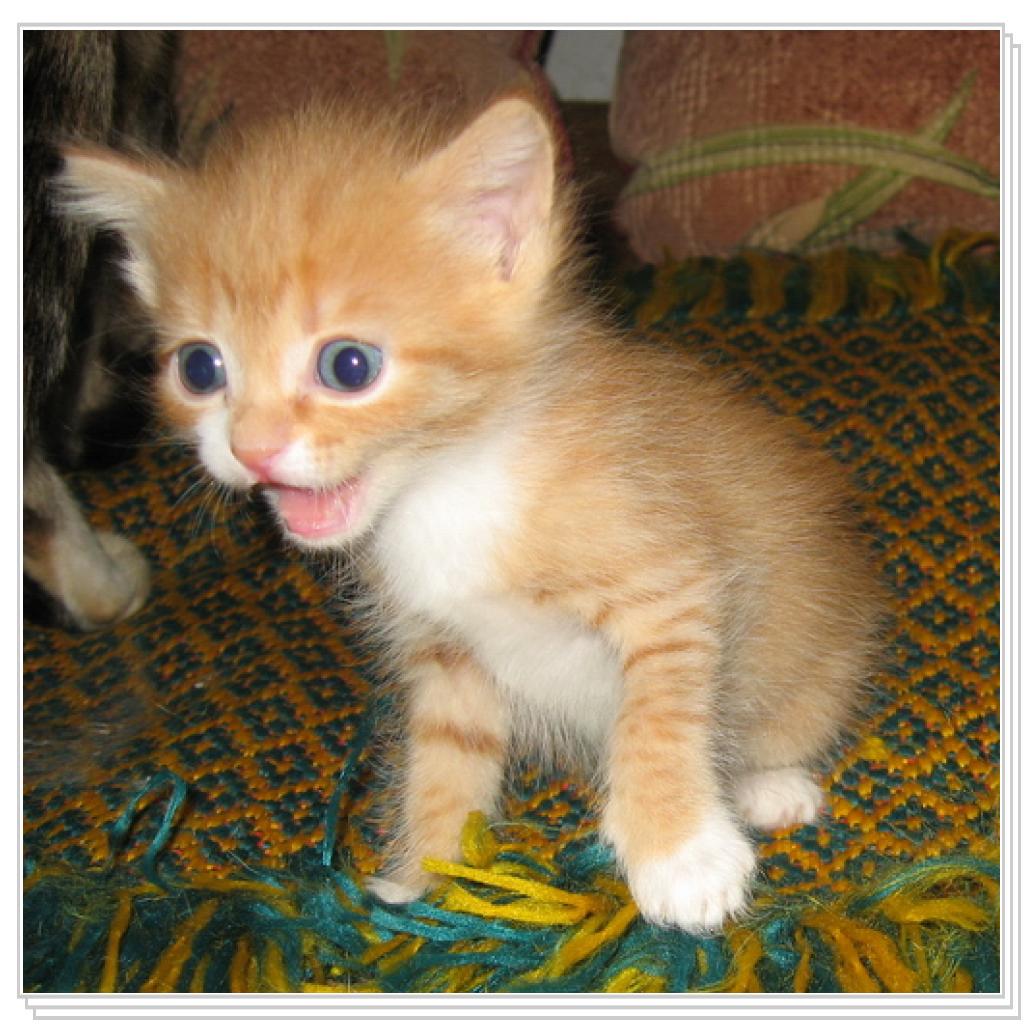 Кто там ест мою кашу?