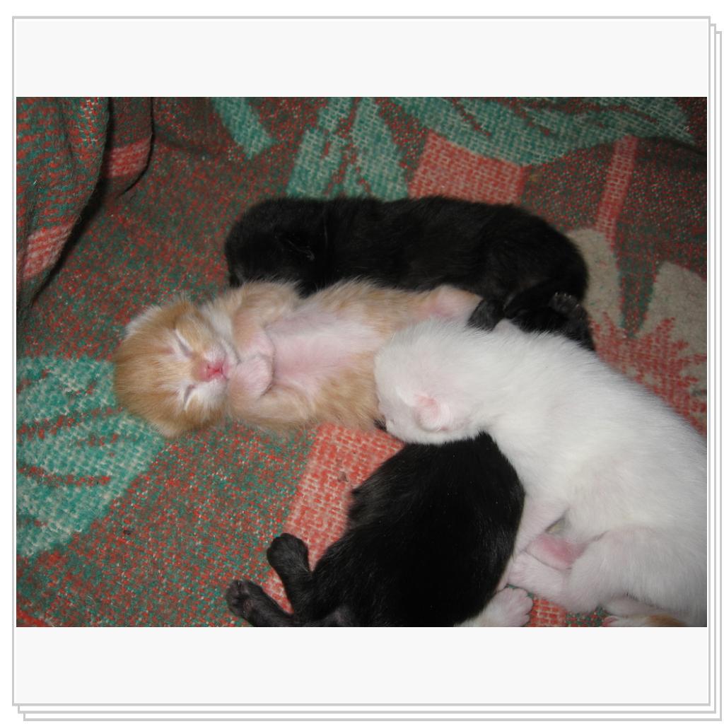 Рыжик - мой любимчик!