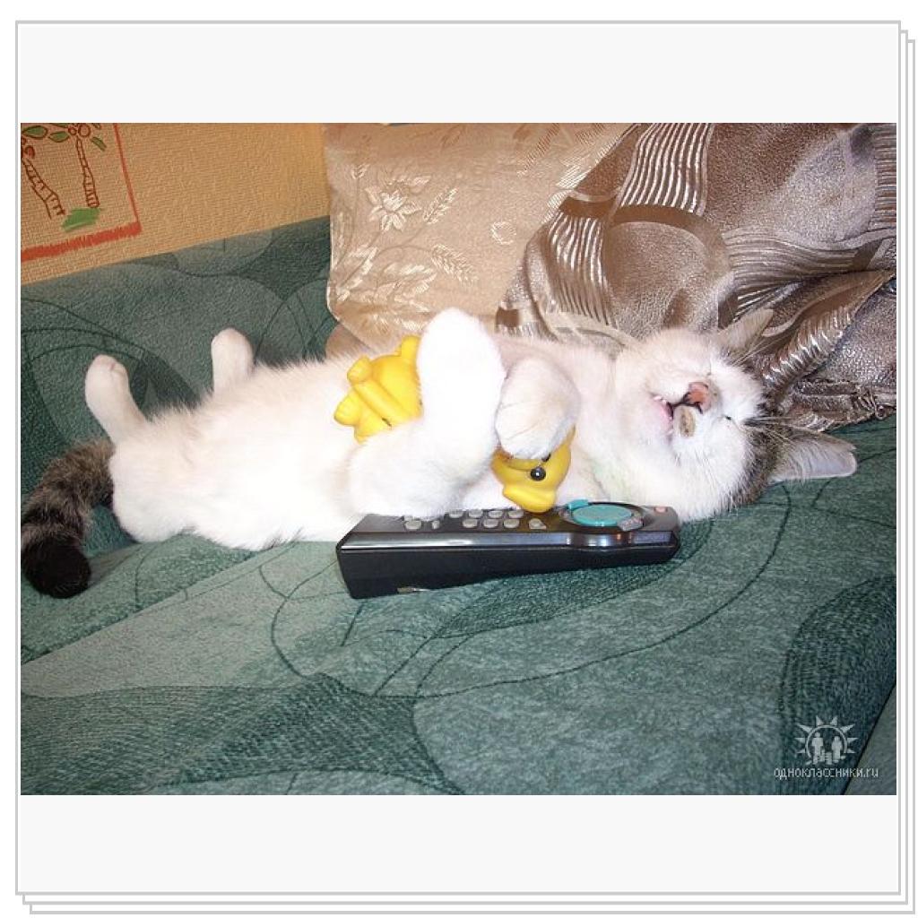 Спят усталые игрушки, кошки спят...