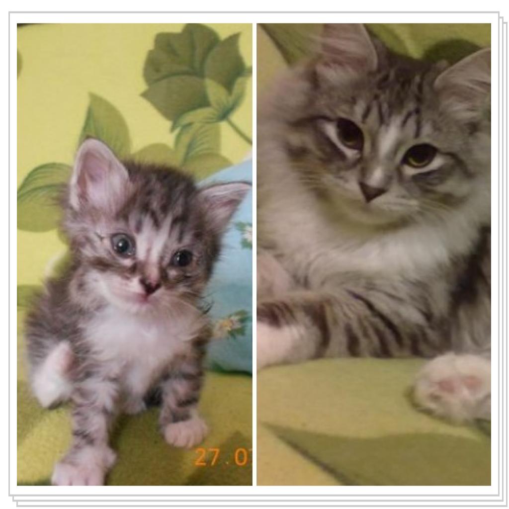 Тишка новые фото