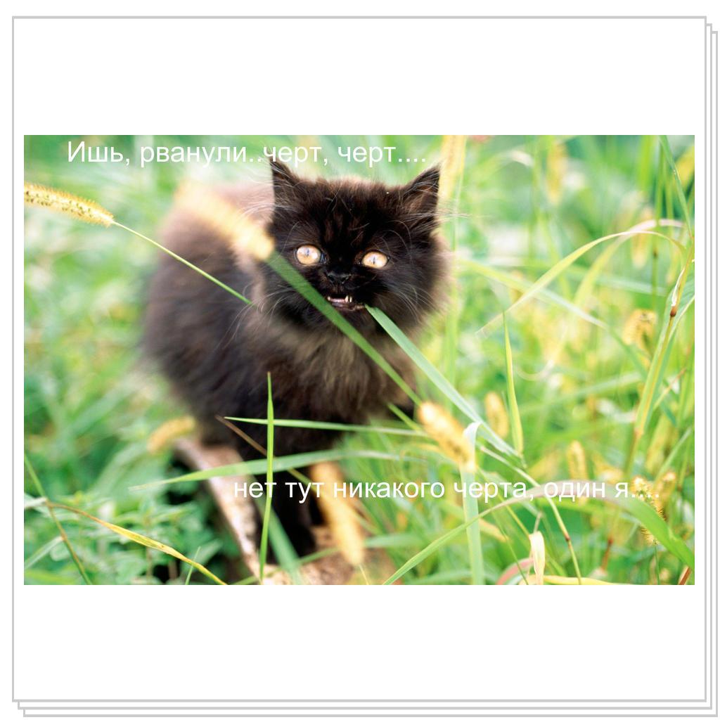 Кот-чертенок