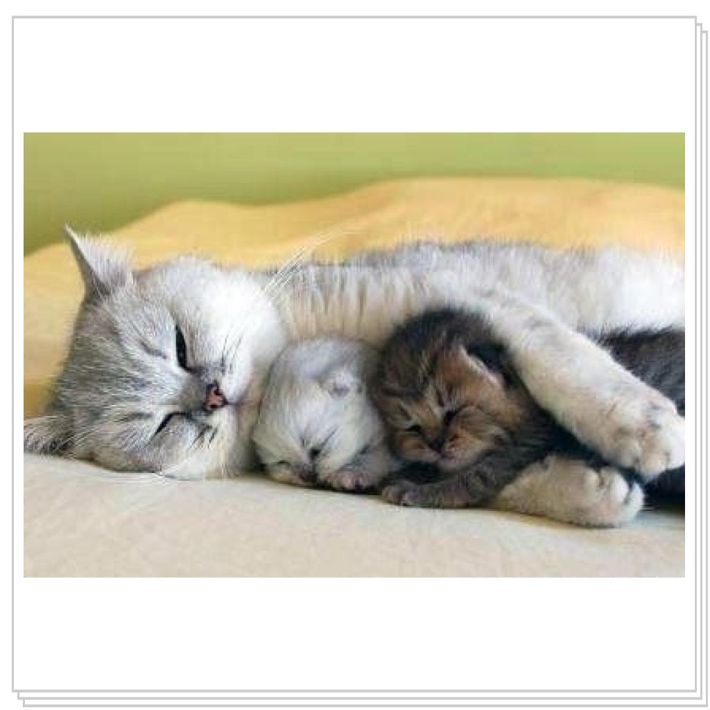 Просто кошки