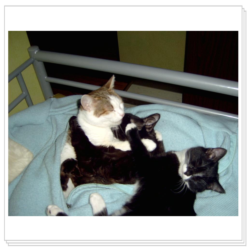 Дасе снится страшный сон.