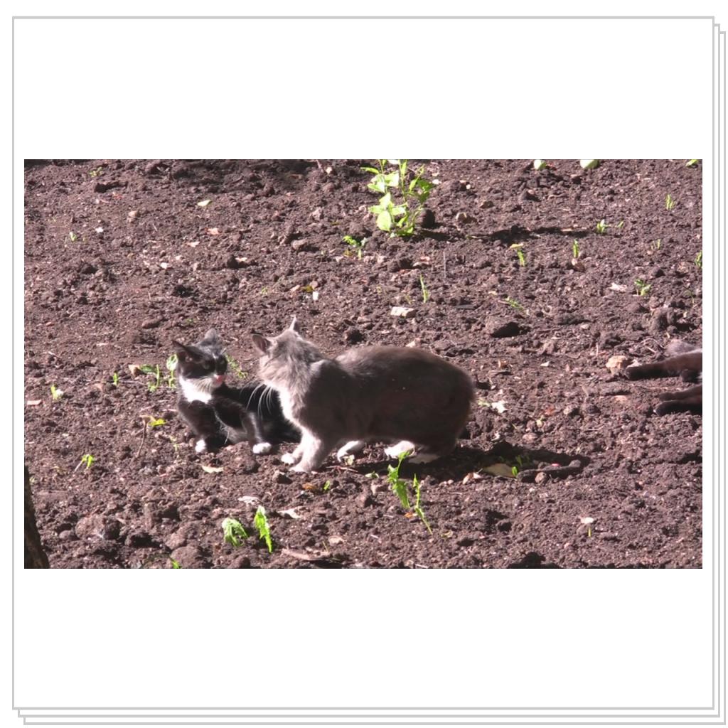 Разборки кошаков