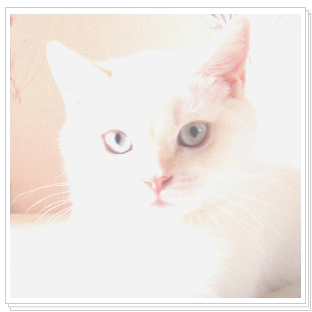 Беня-очень красивый кот