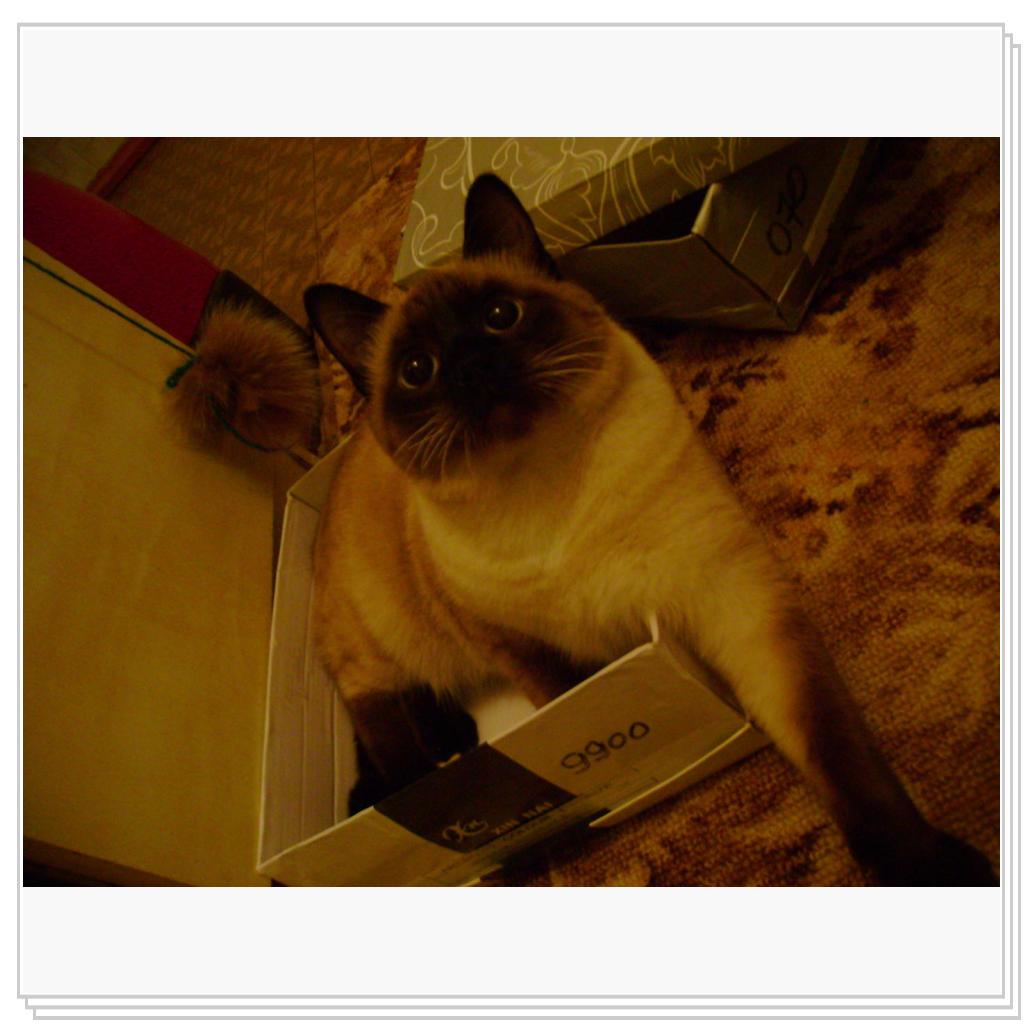 я бесценный товар