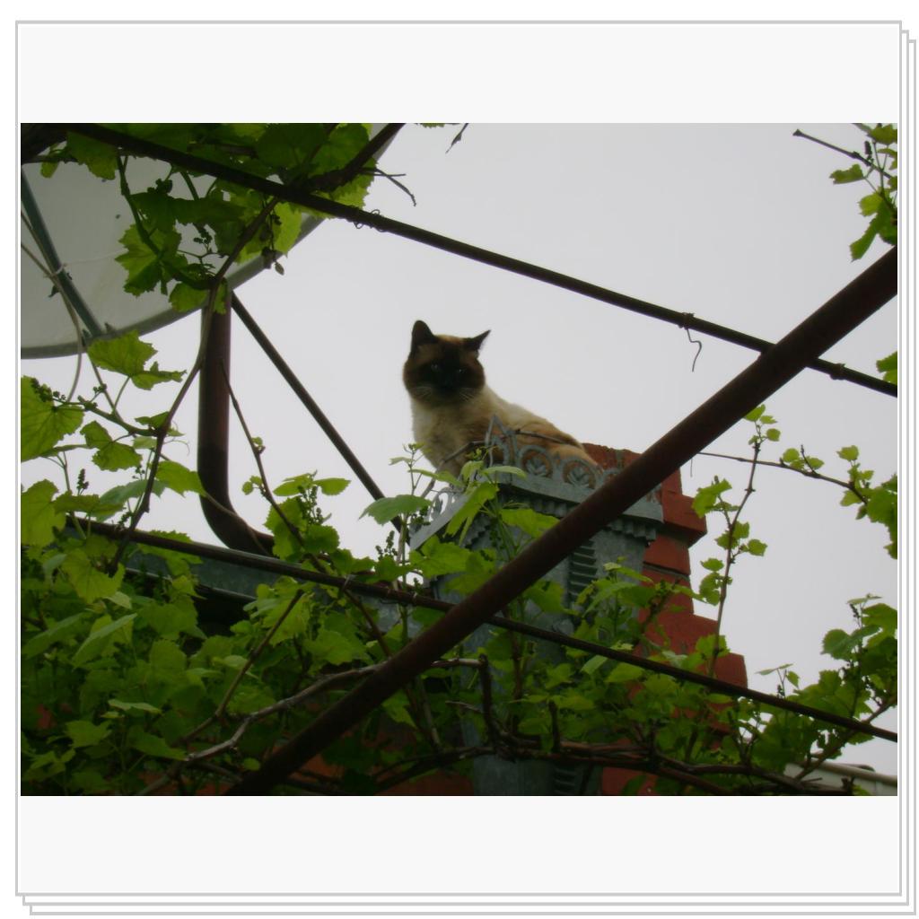 высоко сижу-далеко гляжу :)