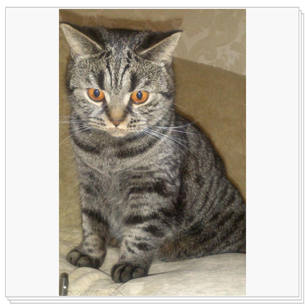 Шотландская кошка. Мила