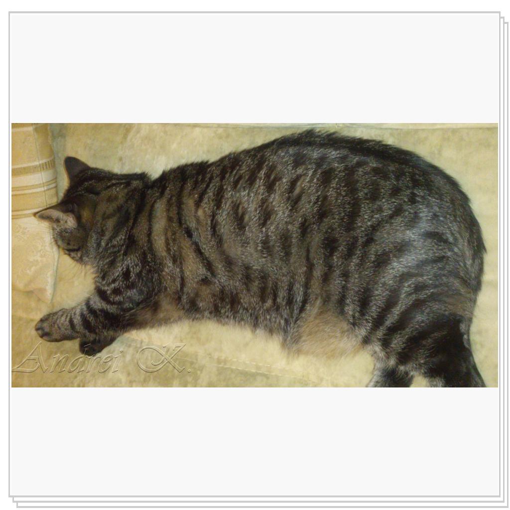 Шотландская кошка. Мила