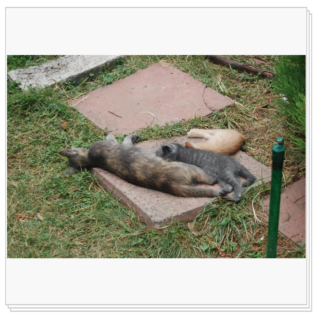 Кошки Крыма