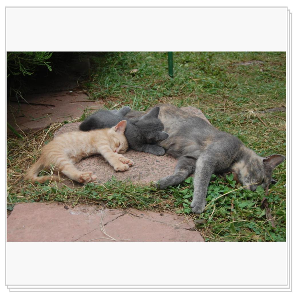 Кошки Крыма