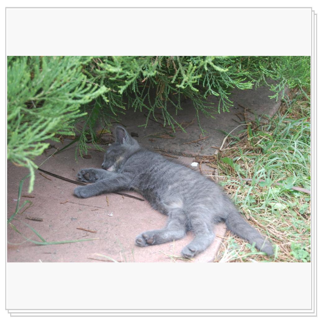 Кошки Крыма