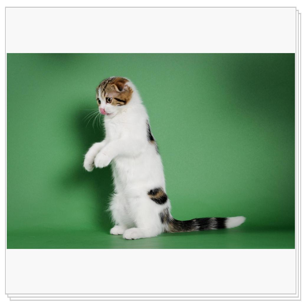 Питомник MIRANIS!